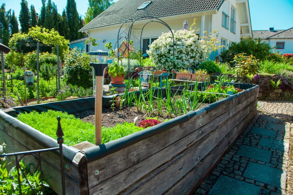 raised garden beds with planted vegetables in a residential area