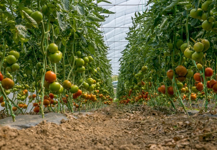 tomatoes-require-ample-space-to-grow.-