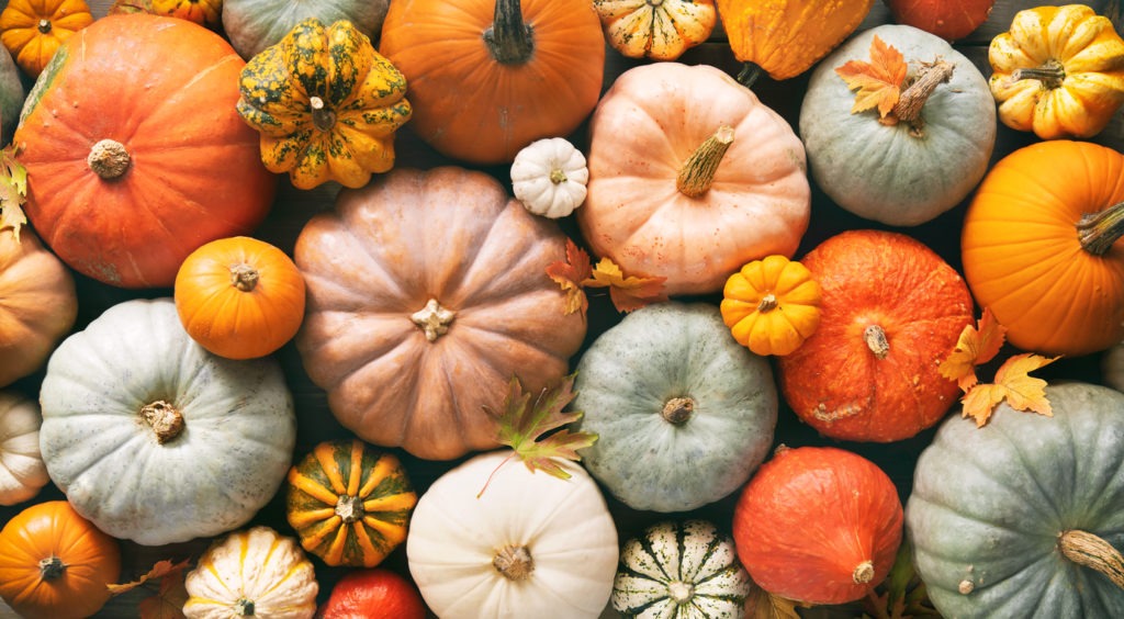 Various fresh ripe pumpkins