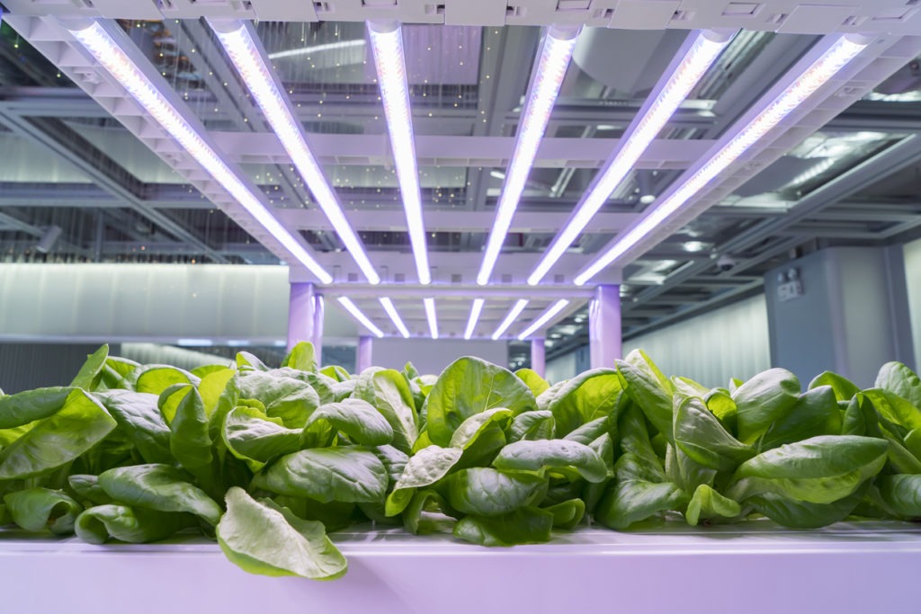Organic hydroponic Brassica chinensis vegetable grow with LED Light Indoor farm,Agriculture Technology