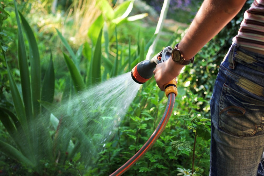 person using a standard garden hose to water the plants