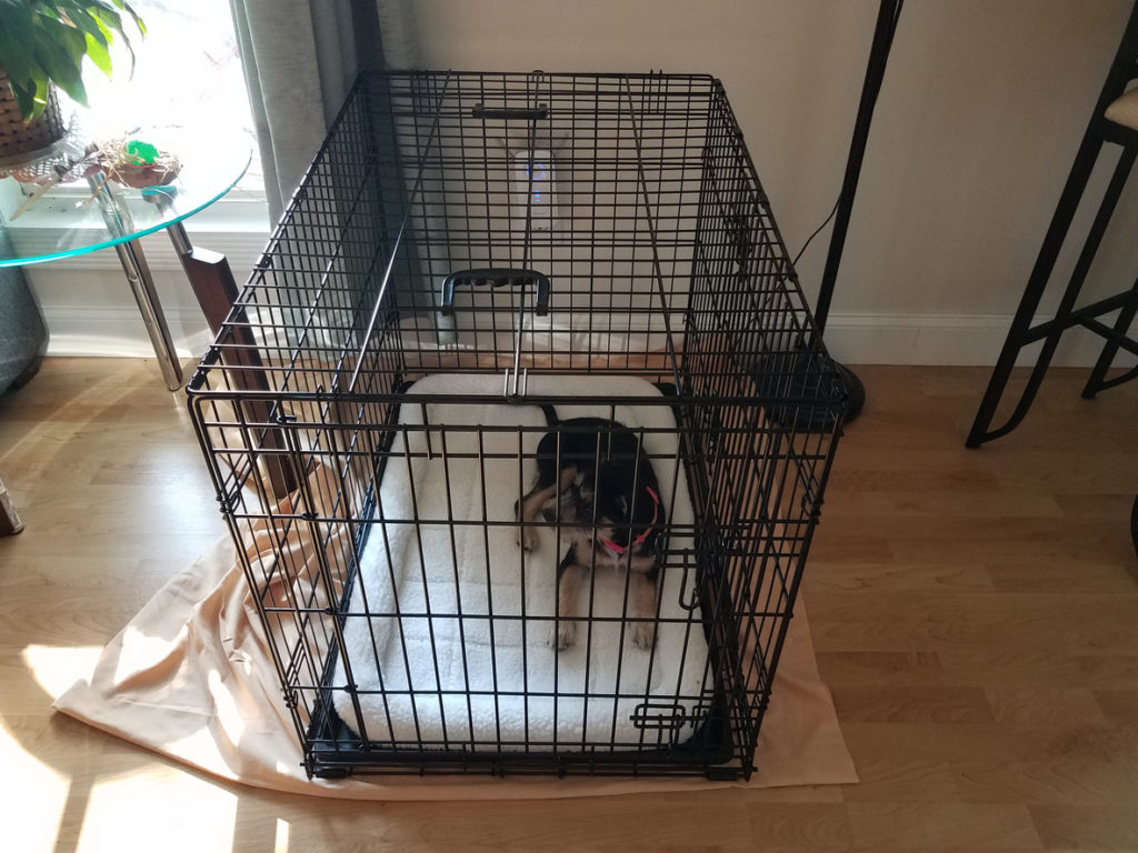 black and white dog in metal cage or crate