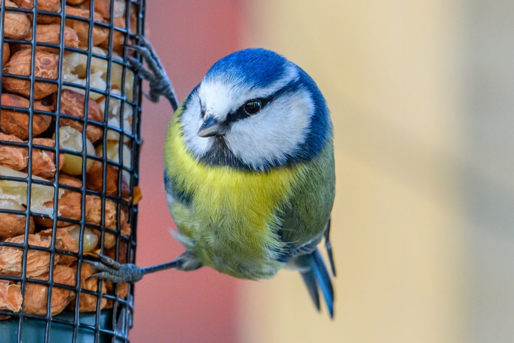 Blue Tit bird on a bird feeder