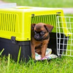 Brown cute Brussels Griffon puppy sitting in a plastic dog carrier outdoors.