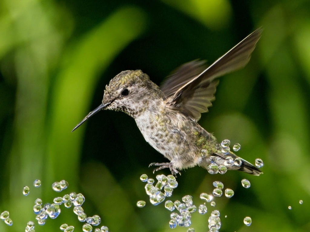 Female Anna's hummingbird playing and drinking in the water fountain