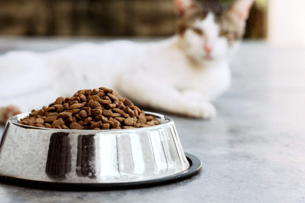 selective focus cup of cat food with a feline on background. animal croquettes concept