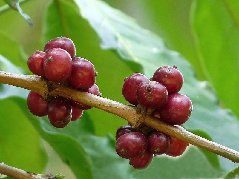 Coffea Plant