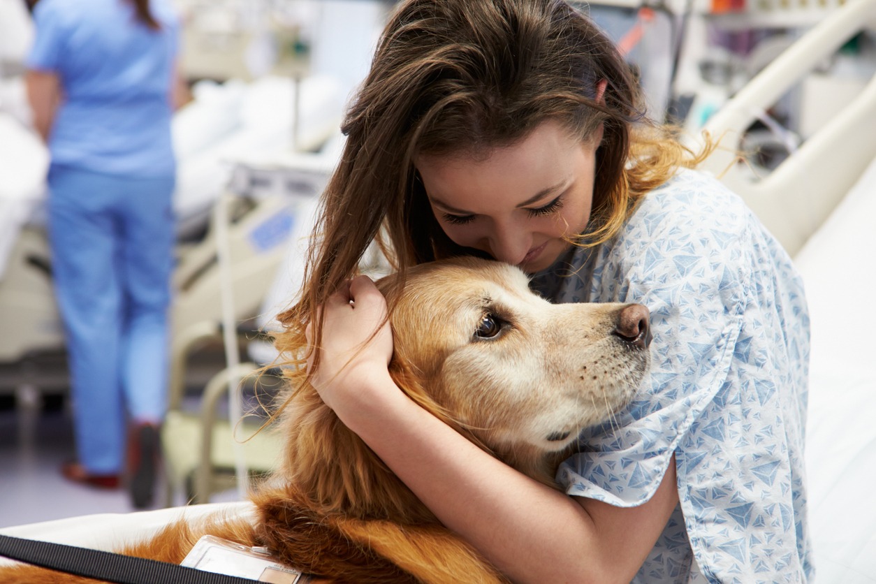 Dog, Therapy Dog, Animal-Assisted Therapy, Patient, Petting, Recovery, Visit, Care, Healthcare and Medicine, Medicine, Retriever, Golden Retriever, Trust, Happiness. Smiling, Hospital, Illness, Occupation