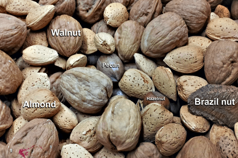 Some common "culinary nuts": are hazelnuts, which are also botanical nuts; Brazil nuts, which are not botanical nuts, but rather the seeds of a capsule; and walnuts, pecans, and almonds (which are not botanical nuts, but rather the seeds of drupes