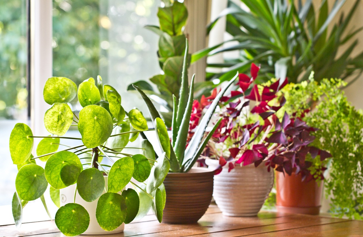 indoor plants by the window