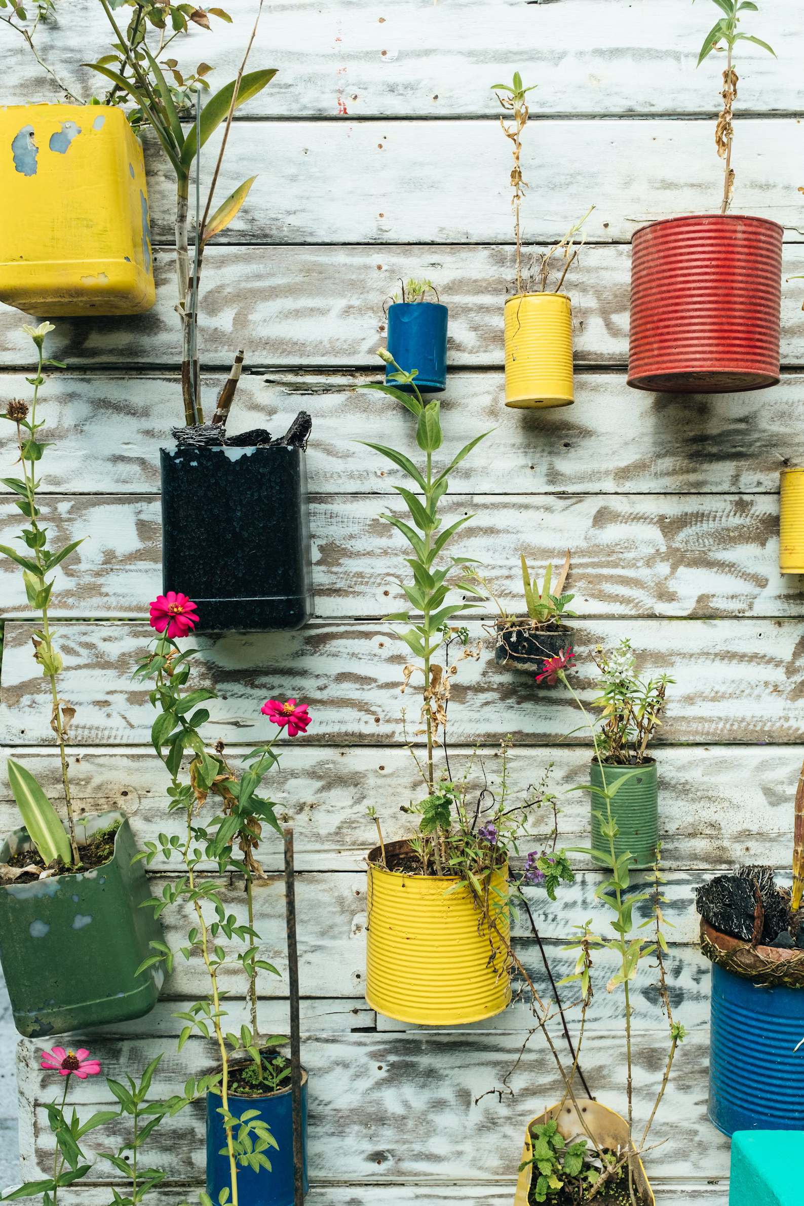Plastic containers and cans repurposed as flower pots