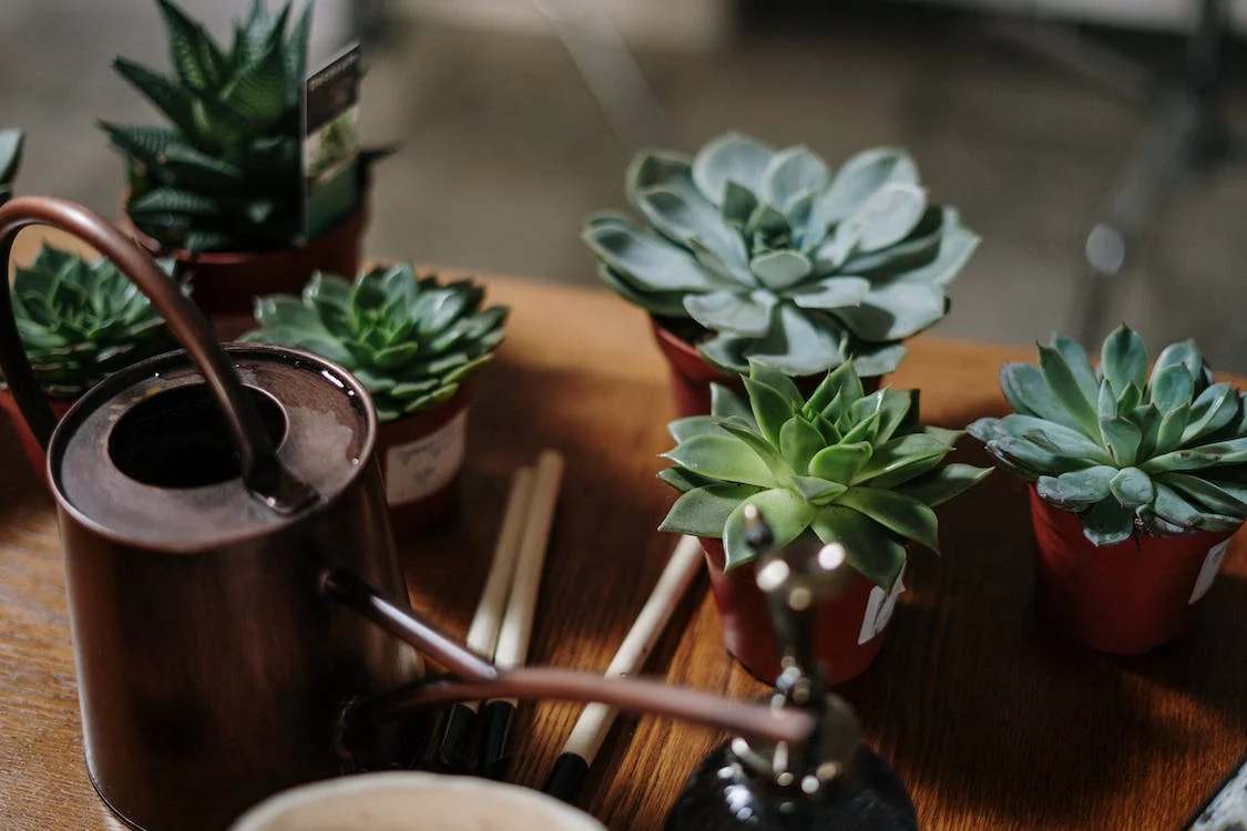 Green succulent plants on brown clay pots
