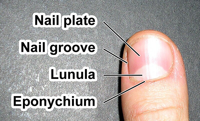 Understanding Nail Damage